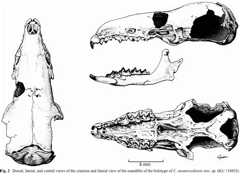 Smithsonian Insider – New Costa Rican shrew species named from a single specimen found 44 years ...