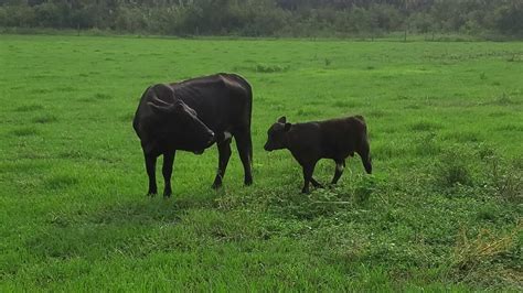 About Us Providence Cattle Fresh From Florida Beef