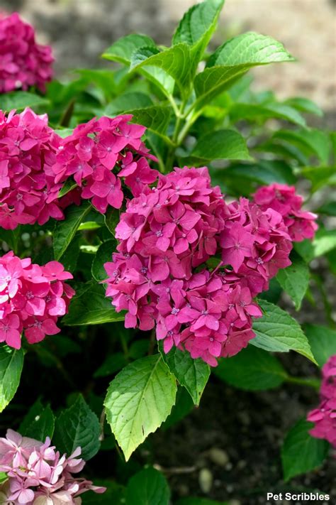 Pia Hydrangea A Pink Dwarf Hydrangea Youll Love Garden Sanity By