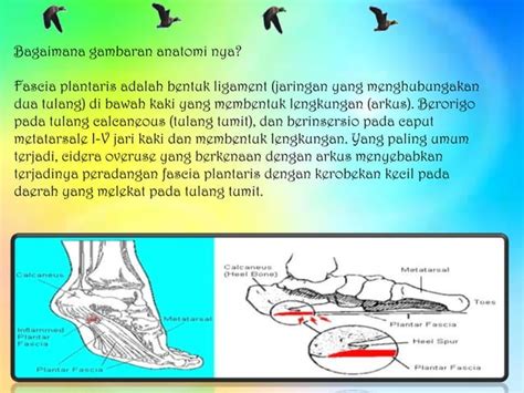Facitis plantaris | PPT