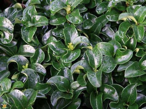 Curly Leaf Ligustrum Evergreen Shrubs Jade Plants Shrubs