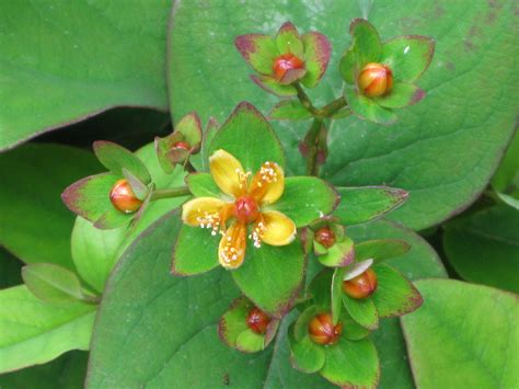 Albury Purple St John S Wort Hypericum Androsaemum Albur Flickr