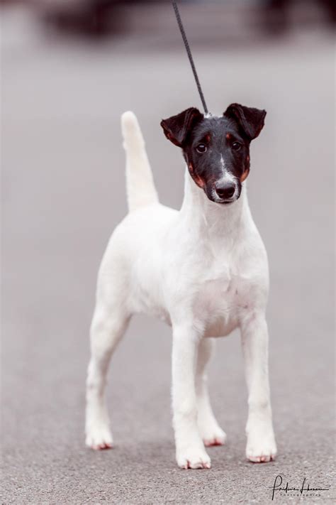 Chien Fox Terrier à Poil Lisse Caractéristiques Et Photos