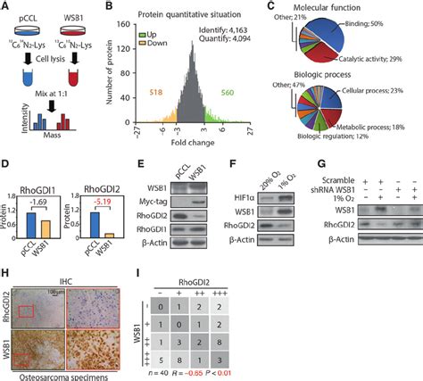 Silac Quantitative Proteomic Pro Fi Ling Identi Fi Es The Rhogdi2