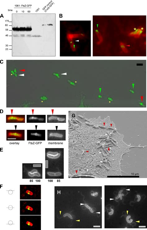 A Western Blot Analysis Of Puromycin Treated H Pylori Cells