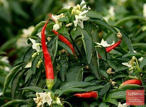 Перец горький 'Пламень' — описание сорта, характеристики | на LePlants.ru