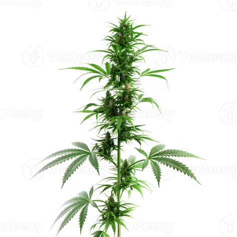 Cannabis Sativa Plant On Transparent Background 45764424 Png