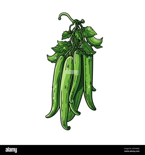 Okra Okra Hand Drawn Illustration Vector Doodle Style Cartoon