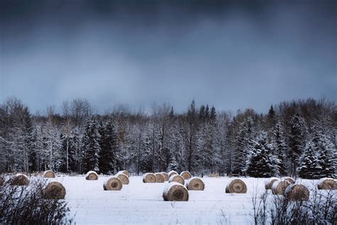 Download Haystack Snow Tree Forest Nature Winter Hd Wallpaper