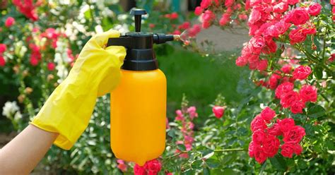 Top 5 Best Insecticides For Vegetable Gardens 2024