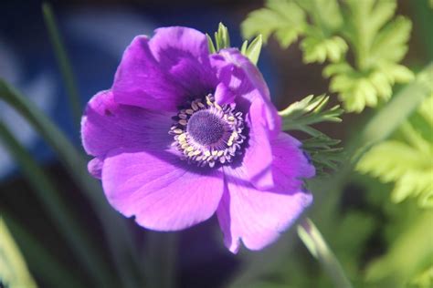 Darmowy obraz Kwiat ogród Margarita łąka roślina flora Natura