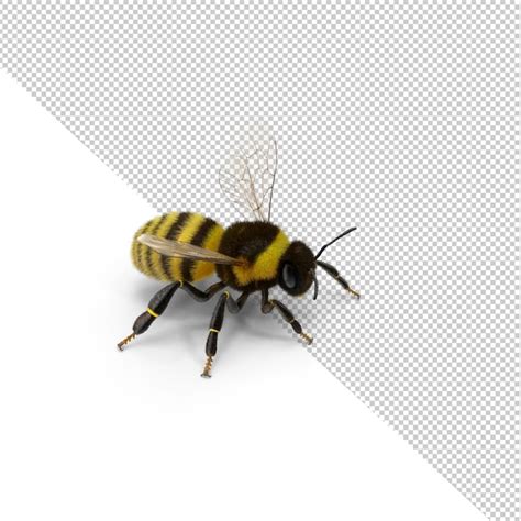 Premium Psd Closeup Of Bumblebee