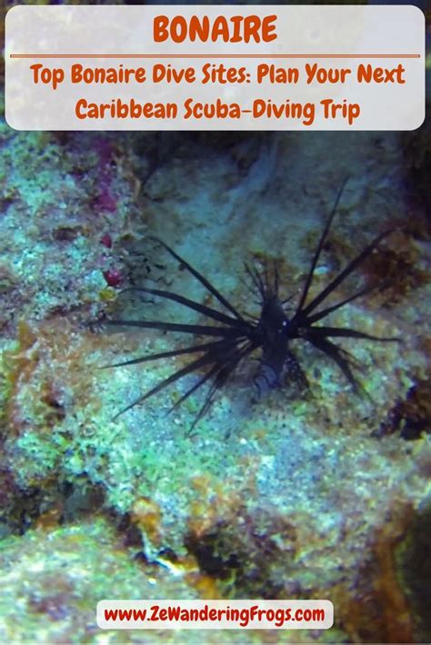 A Black And White Sea Urchin On The Bottom Of A Coral Reef With Text