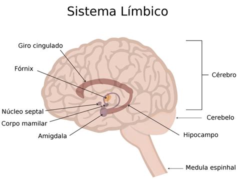 Sistema Limbico Definicion Anatomia Estructuras Y Funciones Images