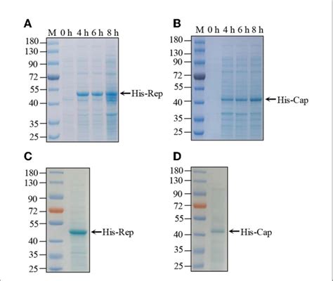 FIGURE E Purification Of PCVV Rep And Cap Protein A B His Tagged