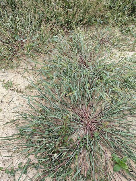 Patches of Wild Awnless Barnyard Grass on the Bushy Land. Stock Photo - Image of echinochloa ...