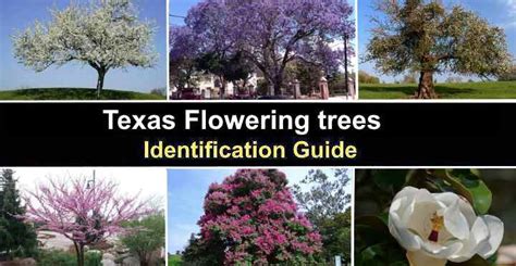 Texas Flowering Trees With Pictures Identification Guide