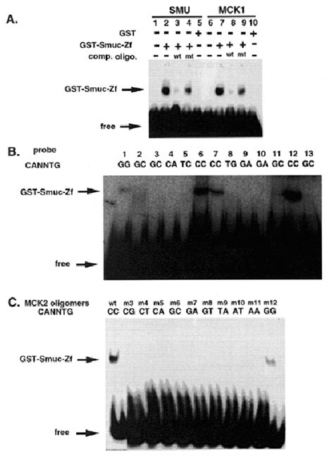 Dna Binding Properties Of Smuc A Binding Of Smuc Protein To Caggtg