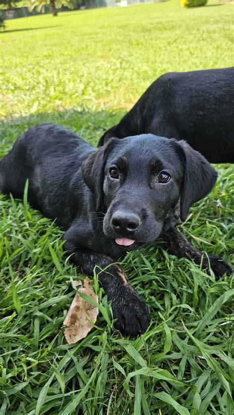 Labrador Retriever Macho Ferreiros E Gondizalves Olx Portugal