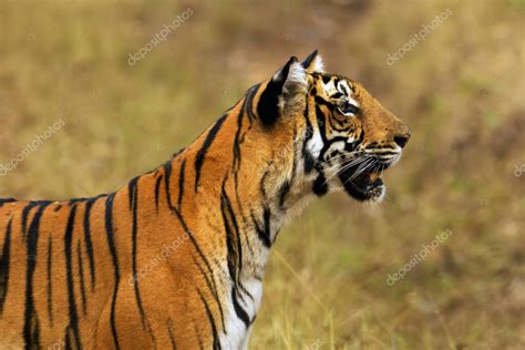 Tigre De Bengala O Tigre Indio Panthera Tigris Tigris Retrato De Una