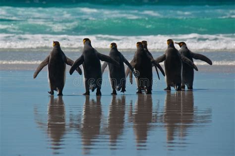 Pingvin Sex F R Strandgruppkonung Fotografering F R Bildbyr Er Bild