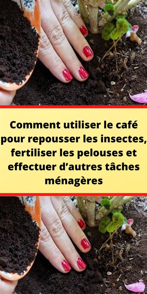 Comment Utiliser Le Caf Pour Repousser Les Insectes Fertiliser Les