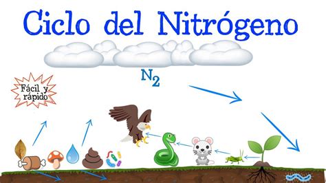 Diagrama De Fases Del Nitrogeno