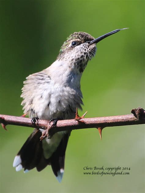 Fifth Photo In Hummingbird Series Birds Of New