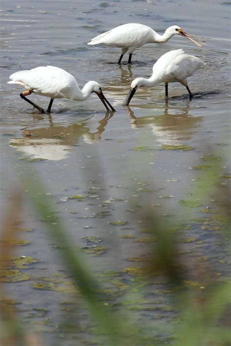 La Réserve Naturelle Nationale des marais de Bruges