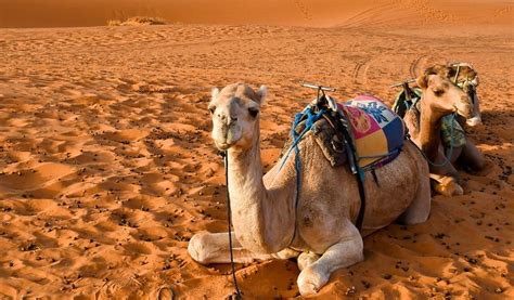 25 Datos curiosos que no sabías sobre los camellos