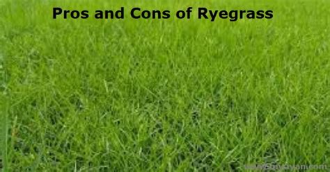 Pros And Cons Of Ryegrass Improves Soil Aeration