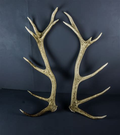 Scottish Red Deer Stag Shed Antlers AHS125 | Antlers Horns and Skulls