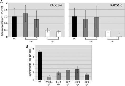 Homologous Recombination In T Brucei Rad And Rad Paralogue