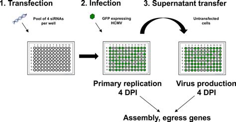 Schematic representation of two-step siRNA screen. Human fibroblast ... 