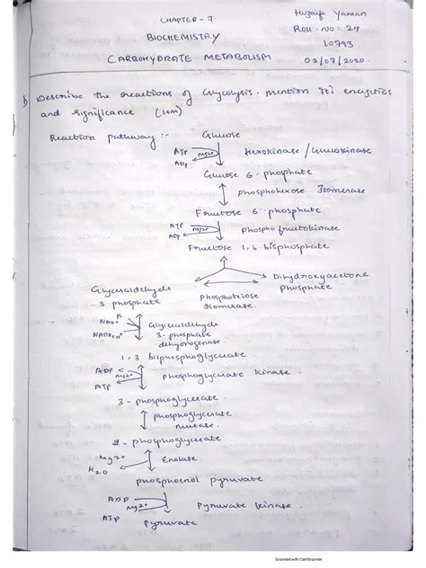 Carbohydrate Metabolism | PDF