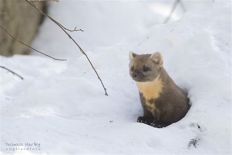 Baummarder Forum Für Naturfotografen