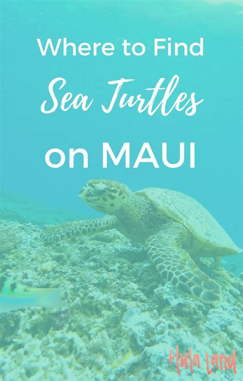 15 Best Beaches In Wailea And Kihei Snorkeling Spots Mousin Around