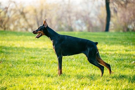 500+ Tough and Unique Doberman Names - Dog Dispatch