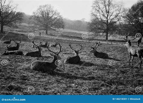 A Herd Of Deer Resting In A Field Stock Image Image Of Mammal