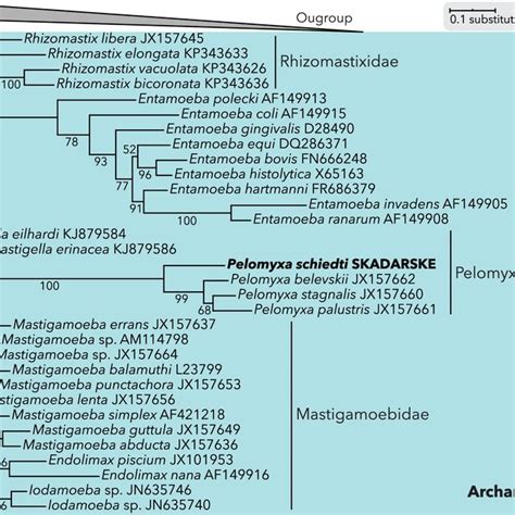 Phylogenetic Analysis Of Amoebozoan S Rdna Maximum Likelihood Tree