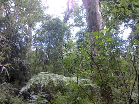 Galwes Forest Nuwara Eliya