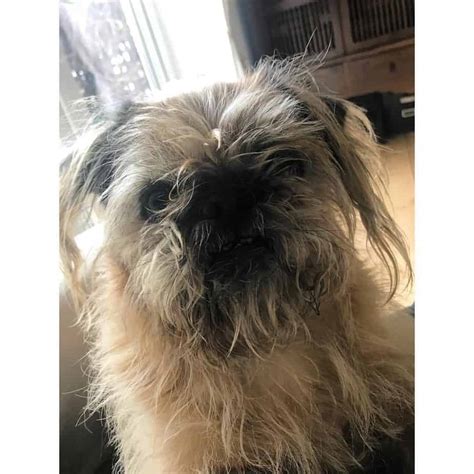 Shih Tzu Pug Mix Facts