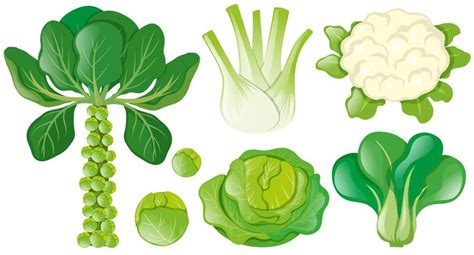 Green Leafy Vegetables Clipart