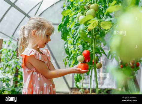 Portrait Of Inspired Blonde Fair Smiling Girl Holding Harvest Grandmother Tomatoes In Greenhouse