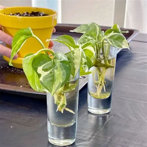 Pothos N Joy Plant Profile & Care Guide - The Contented Plant