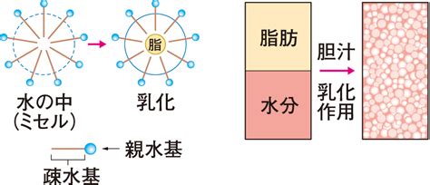 食道・胃・小腸・胆嚢・膵臓の仕組み｜食べる（3） 看護roo カンゴルー 看護師 イラスト 胆嚢 看護