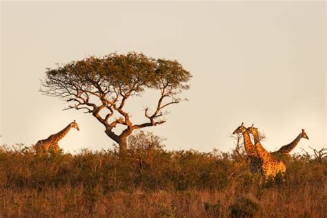 African Wildlife Photography