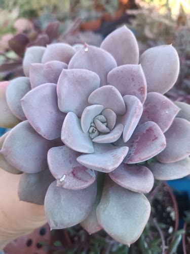 Echeveria Ori N Cm Arte Suculento