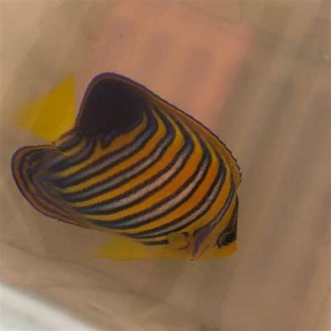 Regal Angelfish for sale – AquariumFish.com