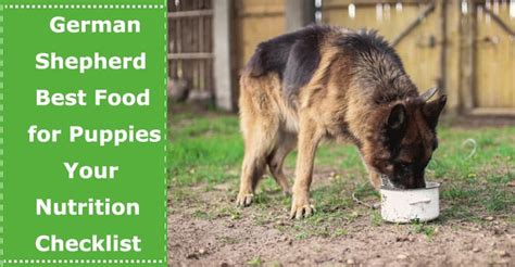 German Shepherd Best Food For Puppies Your Nutrition Checklist Petxu